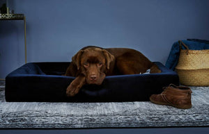 BIA bed overtrek - Dog Guardian